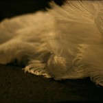 dr-sketchy-111708-20