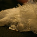 dr-sketchy-111708-21